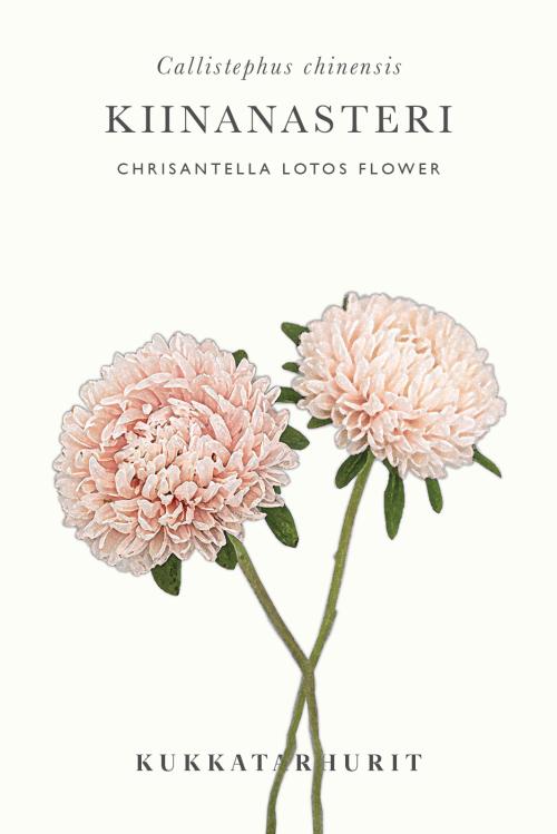 Callistephus chinensis 'Chrisantella Lotos Flower''