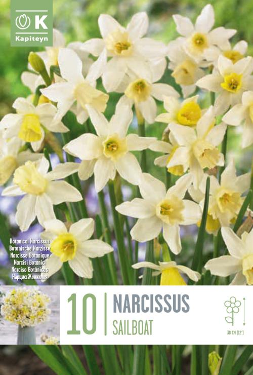 Narsissus Sailboat