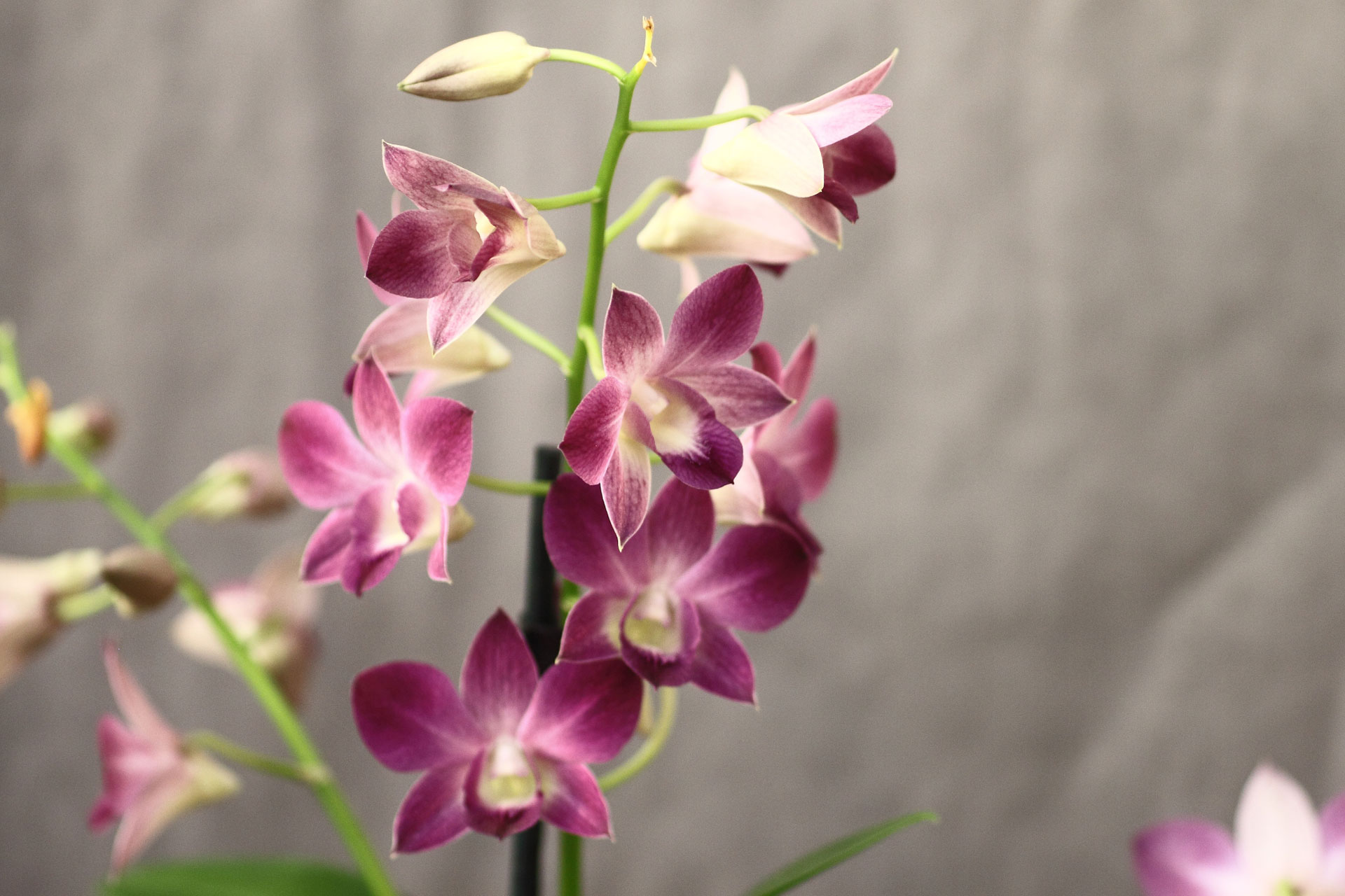 Orkideer - Orkideat